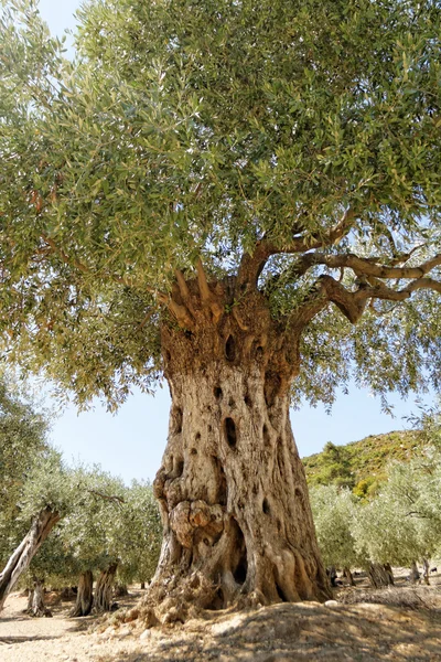 Grece, Thassos — Stock Photo, Image