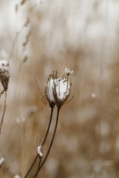 Snowy roślin — Zdjęcie stockowe