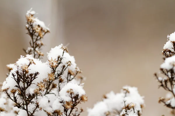 雪に覆われた植物 — ストック写真