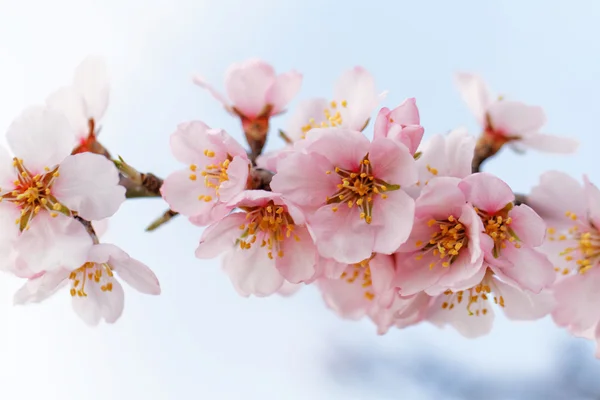 Floração da árvore — Fotografia de Stock