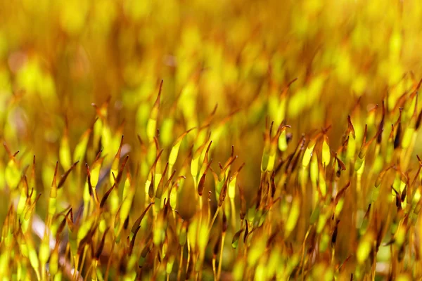 Musgo amarelo — Fotografia de Stock