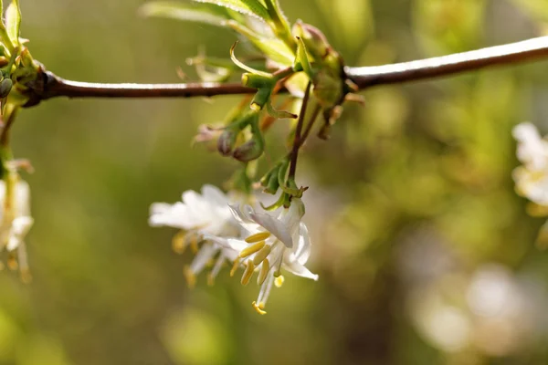 Tree flowering — Stock Photo, Image