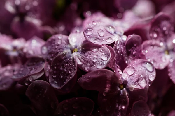 Purple lilac — Stock Photo, Image