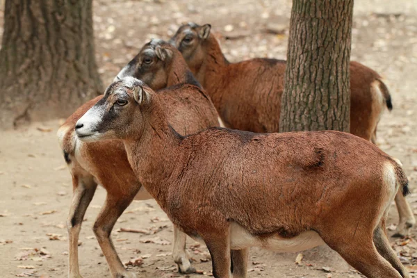 Wild goats — Stock Photo, Image