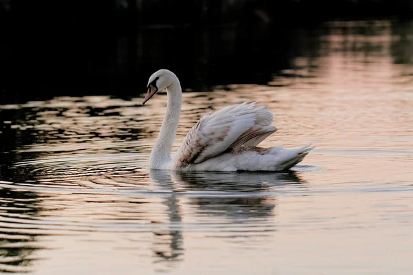 Cisne solitário — Fotografia de Stock