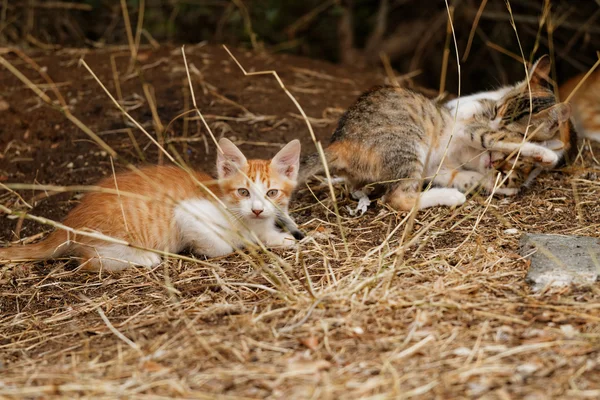 Gatinhos — Fotografia de Stock