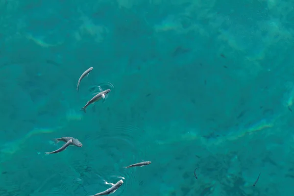 Petits poissons dans la mer — Photo