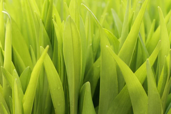 Grüne Tulpenblätter — Stockfoto