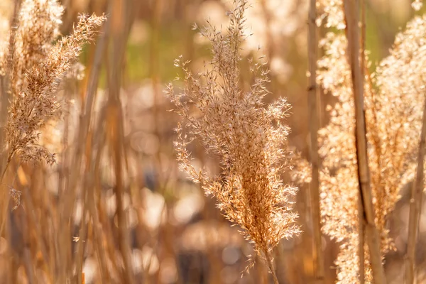 Золотая трава — стоковое фото