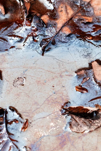 Bladeren in het olieachtige water — Stockfoto