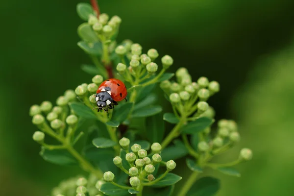 Bir uğur böceği ile yeşil çimen — Stok fotoğraf