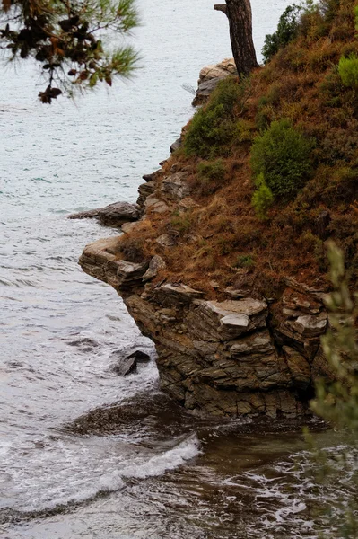 Roccia con albero sulla costa — Foto Stock