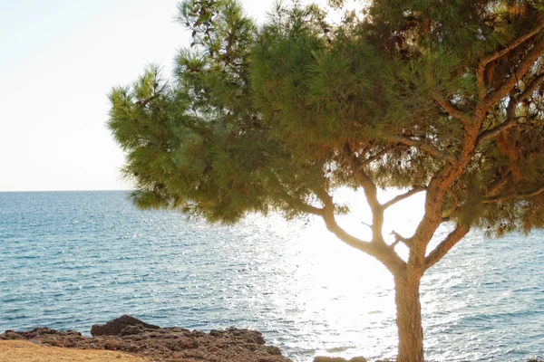 Zee en een boom in Griekenland — Stockfoto