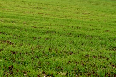 yeşil peyzaj alanı