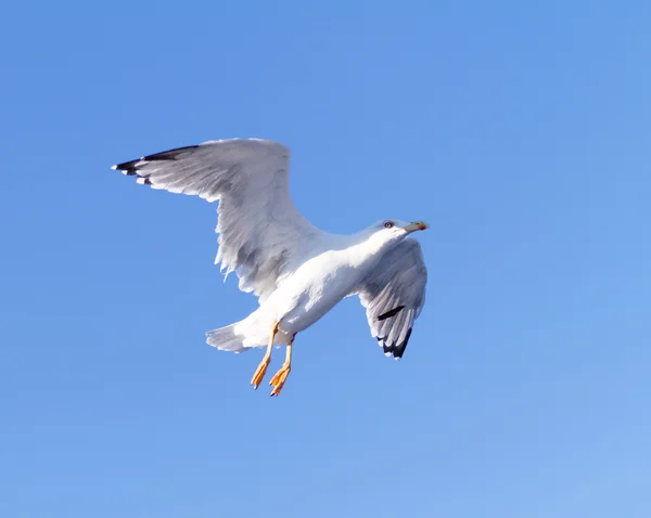 Witte meeuw tijdens de vlucht — Stockfoto