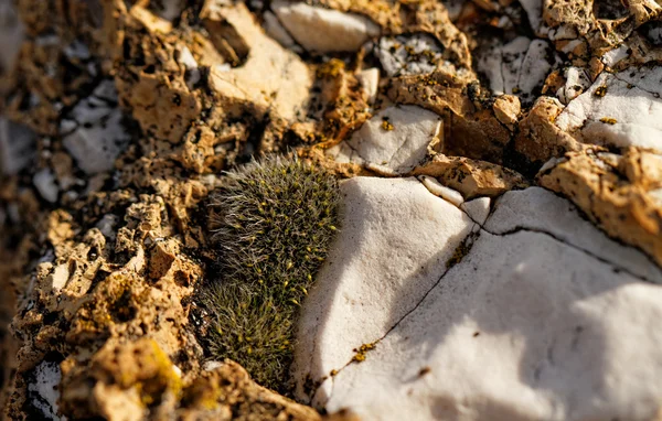 Various plant in rockery — Stock Photo, Image