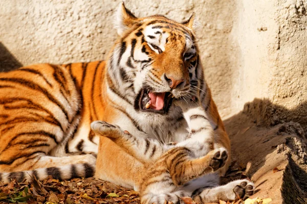 Tigre mamá con tigre cachorro en zoológico — Foto de Stock