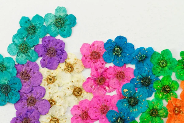 Dekorative Montage aus farbenfrohen getrockneten Frühlingsblumen — Stockfoto