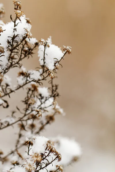 雪に覆われた植物 — ストック写真