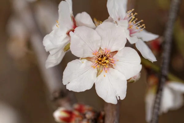 Albero fiorito in primavera — Foto Stock