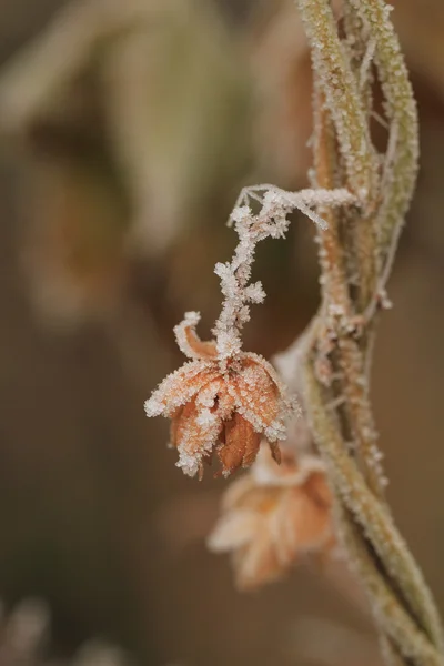 曇らされた植物 — ストック写真