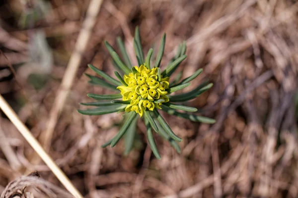 Kleine groene bloem — Stockfoto