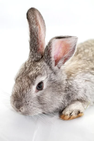 Gray rabbit — Stock Photo, Image