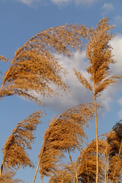 Золотая трава — стоковое фото