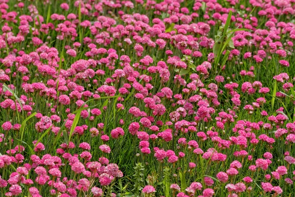 Pink flowers — Stock Photo, Image