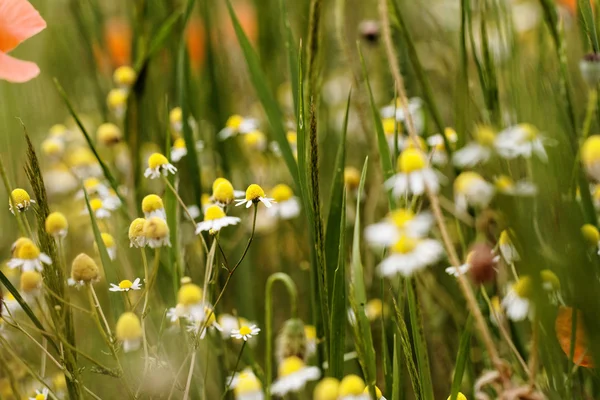 Vilda blommor — Stockfoto