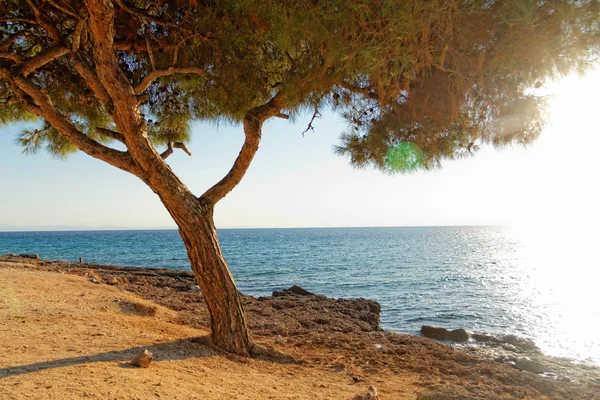 Meer und ein Baum in Griechenland — Stockfoto