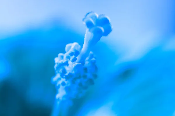 Blue pistil — Stock Photo, Image