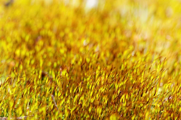 黄色苔藓 — 图库照片