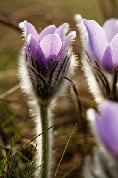 Anémone violette — Photo