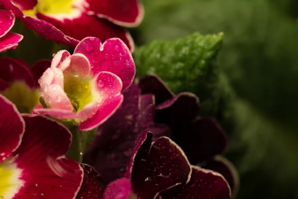 Pétalos de flores — Foto de Stock