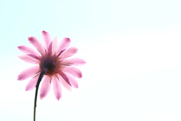 Rosa fiore contro il cielo blu — Foto Stock