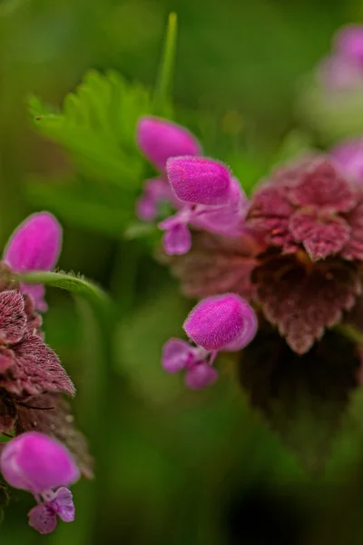 Belles fleurs violettes — Photo