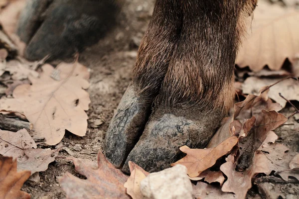 Herten hoof — Stockfoto