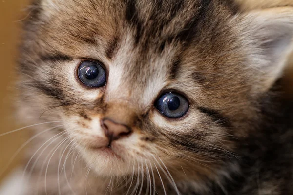 Søt kattunge – stockfoto