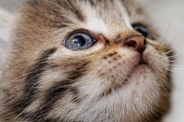 Cute kitten — Stock Photo, Image