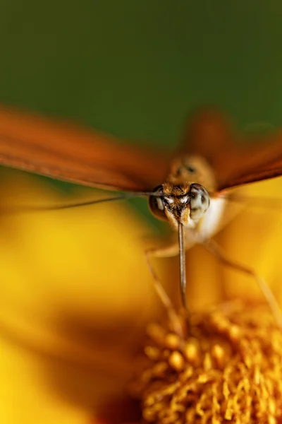 Orangenschmetterling — Stockfoto