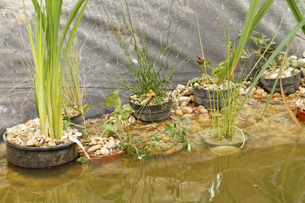 Vijver planten - detail — Stockfoto