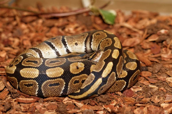 Kugelpython (python regius)) — Stockfoto