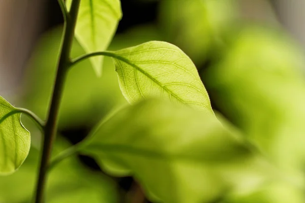 Hoja verde — Foto de Stock