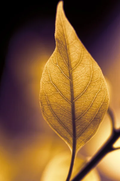 Hoja verde — Foto de Stock