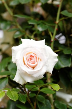 Parlak pembe Çiçek bahçesinde gül