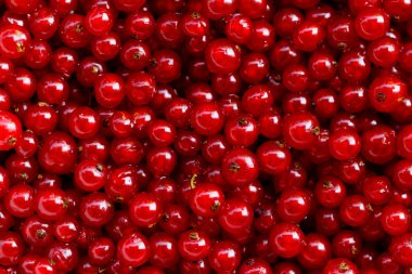 Arka plan kırmızı kuş üzümü