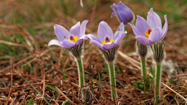 Paarse anemone — Stockfoto