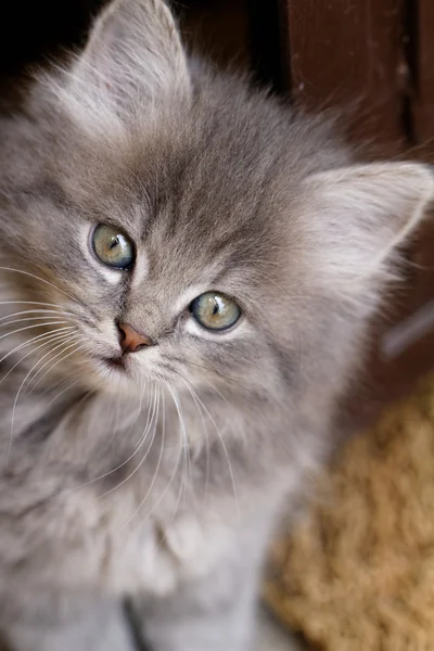 Hermoso gatito gris — Foto de Stock