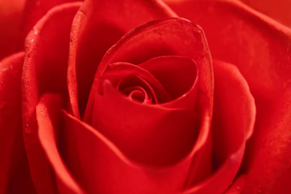 Bella rosa rossa primo piano — Foto Stock